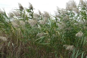 Phragmites australis geen maat specificatie 0,55L/P9cm