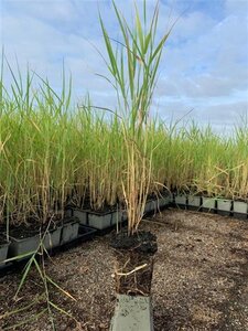 Phragmites australis geen maat specificatie 0,55L/P9cm - afbeelding 5