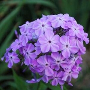 Phlox (P) 'Blue Boy' geen maat specificatie 0,55L/P9cm