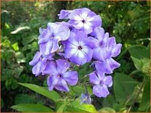 Phlox (P) 'Blue Boy' geen maat specificatie 0,55L/P9cm - afbeelding 2