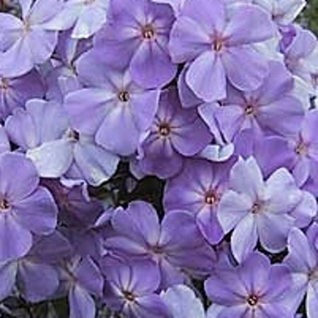 Phlox (P) 'Blue Boy' geen maat specificatie 0,55L/P9cm - afbeelding 3