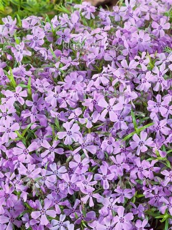 Phlox (S) 'Benita' geen maat specificatie 0,55L/P9cm - afbeelding 1