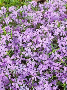 Phlox (S) 'Benita' geen maat specificatie 0,55L/P9cm