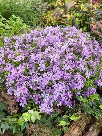 Phlox (S) 'Benita' geen maat specificatie 0,55L/P9cm - afbeelding 2