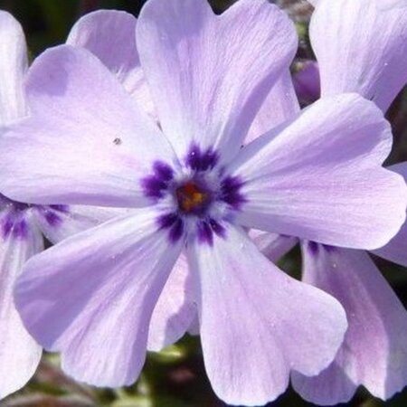 Phlox (S) 'Benita' geen maat specificatie 0,55L/P9cm - afbeelding 1