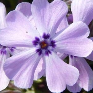 Phlox (S) 'Benita' geen maat specificatie 0,55L/P9cm