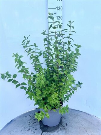 Philadelphus 'Belle Etoile' 80-100 cm cont. 10L - afbeelding 7