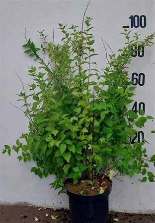 Philadelphus 'Belle Etoile' 80-100 cm cont. 10L - afbeelding 5