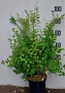 Philadelphus 'Belle Etoile' 80-100 cm cont. 10L - afbeelding 5