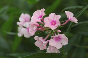 Phlox (P) 'Bright Eyes' geen maat specificatie 0,55L/P9cm