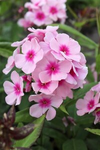 Phlox (P) 'Bright Eyes' geen maat specificatie 0,55L/P9cm - afbeelding 9