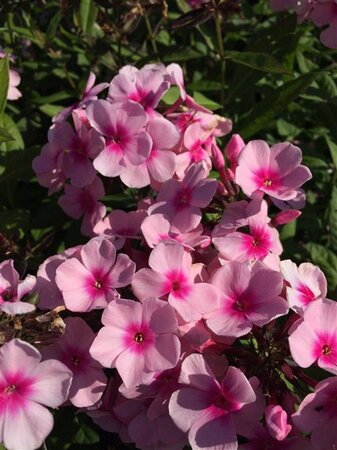 Phlox (P) 'Bright Eyes' geen maat specificatie 0,55L/P9cm - afbeelding 4