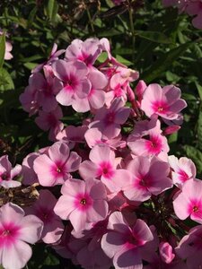Phlox (P) 'Bright Eyes' geen maat specificatie 0,55L/P9cm - afbeelding 4