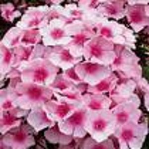 Phlox (P) 'Bright Eyes' geen maat specificatie 0,55L/P9cm - afbeelding 7