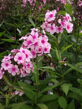 Phlox (P) 'Bright Eyes' geen maat specificatie 0,55L/P9cm - afbeelding 8
