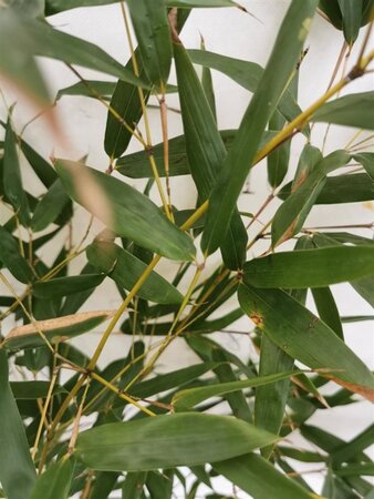 Phyllostachys bissetii 100-125 cm cont. 10L - afbeelding 2