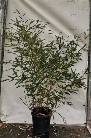 Phyllostachys bissetii 100-125 cm cont. 10L - afbeelding 3
