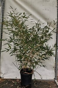 Phyllostachys bissetii 100-125 cm cont. 10L - afbeelding 3
