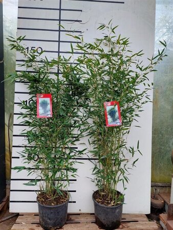 Phyllostachys bissetii 125-150 cm cont. 10L - afbeelding 3
