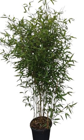 Phyllostachys bissetii 125-150 cm cont. 10L - afbeelding 2