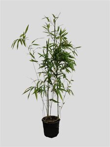 Phyllostachys bissetii 60-80 cm cont. 3,0L - afbeelding 2