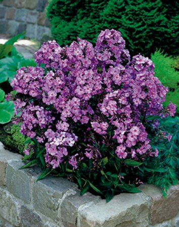 Phlox (P) 'Blue Paradise' geen maat specificatie 0,55L/P9cm - afbeelding 1