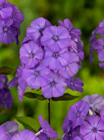 Phlox (P) 'Blue Paradise' geen maat specificatie 0,55L/P9cm - afbeelding 2