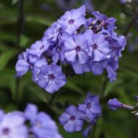 Phlox (P) 'Blue Paradise' geen maat specificatie 0,55L/P9cm - afbeelding 3