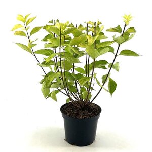 Philadelphus cor. 'Aureus' 30-40 cm cont. 3,0L