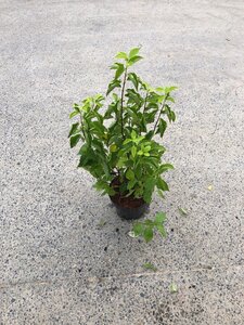Philadelphus coronarius 60-80 cm cont. 3,5L