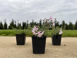 Phlox (S) Candy Stripes geen maat specificatie 0,55L/P9cm - afbeelding 5