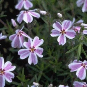 Phlox (S) Candy Stripes geen maat specificatie 0,55L/P9cm - afbeelding 5