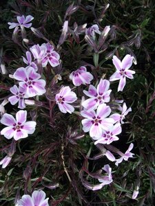 Phlox (S) Candy Stripes geen maat specificatie 0,55L/P9cm - afbeelding 6