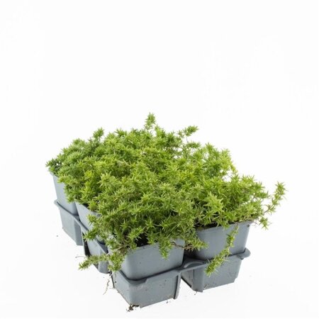 Phlox (S) Candy Stripes geen maat specificatie 0,55L/P9cm - afbeelding 4