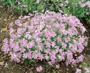 Phlox (S) Candy Stripes geen maat specificatie 0,55L/P9cm - afbeelding 3