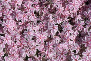 Phlox (S) Candy Stripes geen maat specificatie 0,55L/P9cm