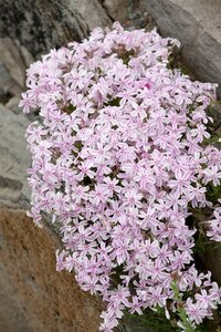 Phlox (S) Candy Stripes geen maat specificatie 0,55L/P9cm - afbeelding 2