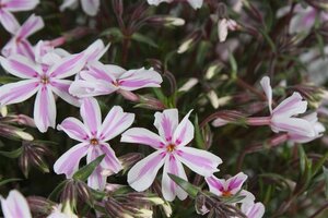 Phlox (S) Candy Stripes geen maat specificatie 0,55L/P9cm - afbeelding 8