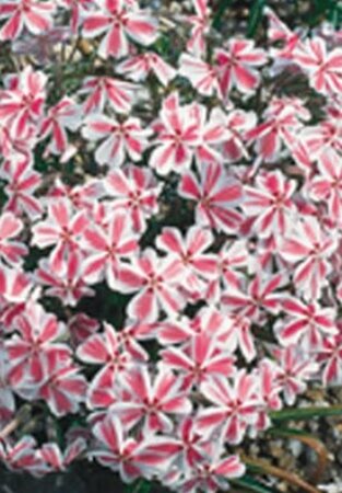 Phlox (S) Candy Stripes geen maat specificatie 0,55L/P9cm - afbeelding 7