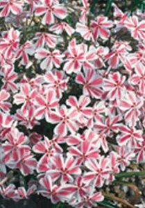 Phlox (S) Candy Stripes geen maat specificatie 0,55L/P9cm - afbeelding 7