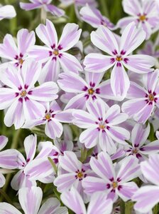 Phlox (S) Candy Stripes geen maat specificatie 0,55L/P9cm - afbeelding 8