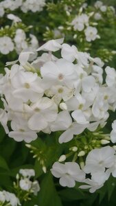 Phlox (P) 'David' geen maat specificatie 0,55L/P9cm