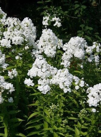 Phlox (P) 'David' geen maat specificatie 0,55L/P9cm - afbeelding 3