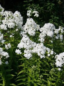 Phlox (P) 'David' geen maat specificatie 0,55L/P9cm - afbeelding 3