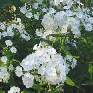 Phlox (P) 'David' geen maat specificatie 0,55L/P9cm - afbeelding 5
