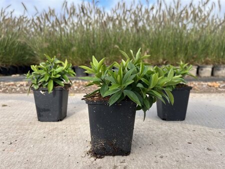 Phlox div. 'Clouds of Perfume' geen maat specificatie 0,55L/P9cm - afbeelding 3