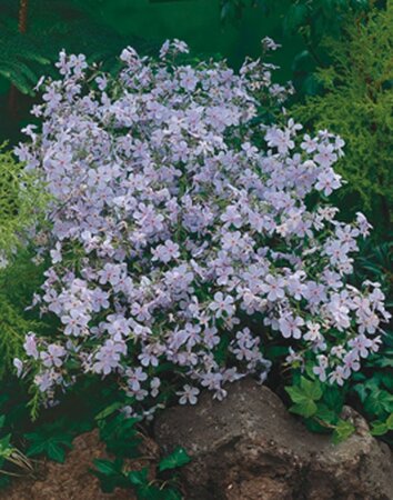 Phlox div. 'Clouds of Perfume' geen maat specificatie 0,55L/P9cm - afbeelding 3