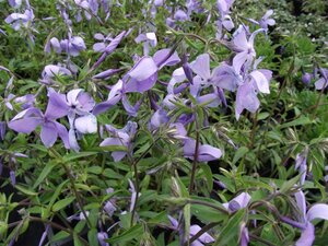 Phlox div. 'Clouds of Perfume' geen maat specificatie 0,55L/P9cm - afbeelding 4