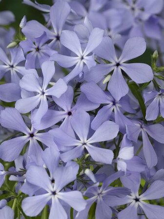 Phlox div. 'Clouds of Perfume' geen maat specificatie 0,55L/P9cm - afbeelding 5