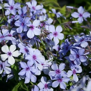 Phlox div. 'Clouds of Perfume' geen maat specificatie 0,55L/P9cm - afbeelding 6